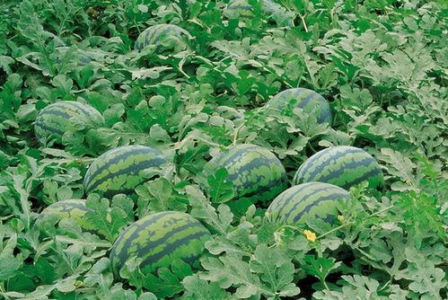 临沧网红吃瓜群微信群号,微信群号背后的故事与热议